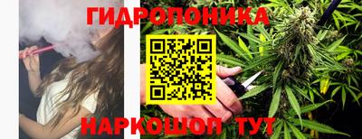 шишки Заволжье